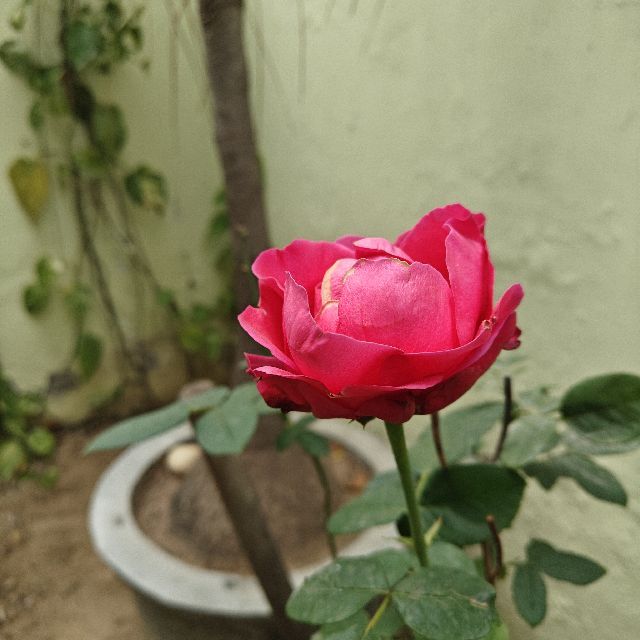 Profile picture